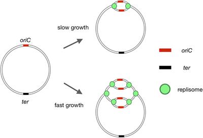 Where and When Bacterial Chromosome Replication Starts: A Single Cell Perspective